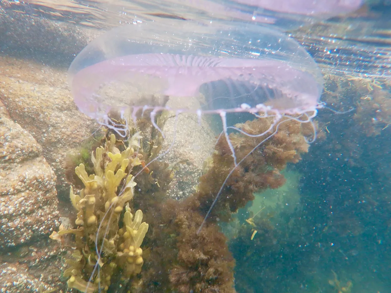 Jelly pink