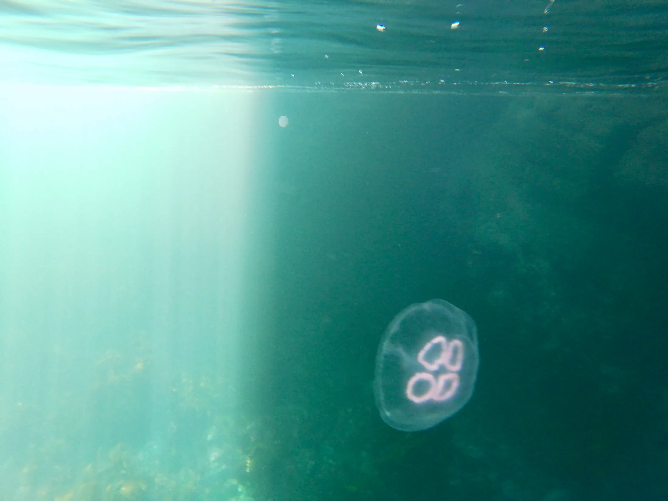 Moon jelly