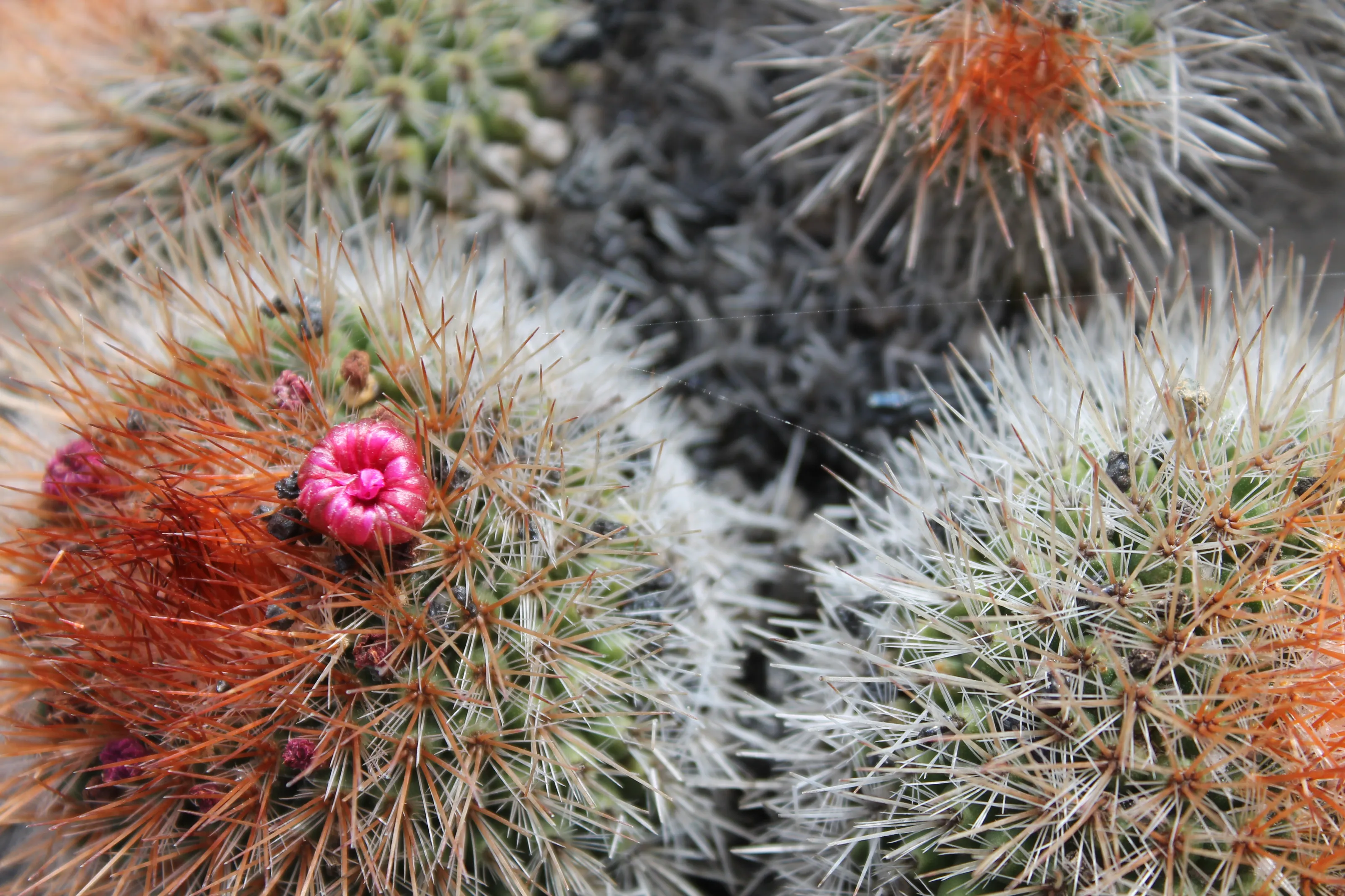 Cacti and Succulents