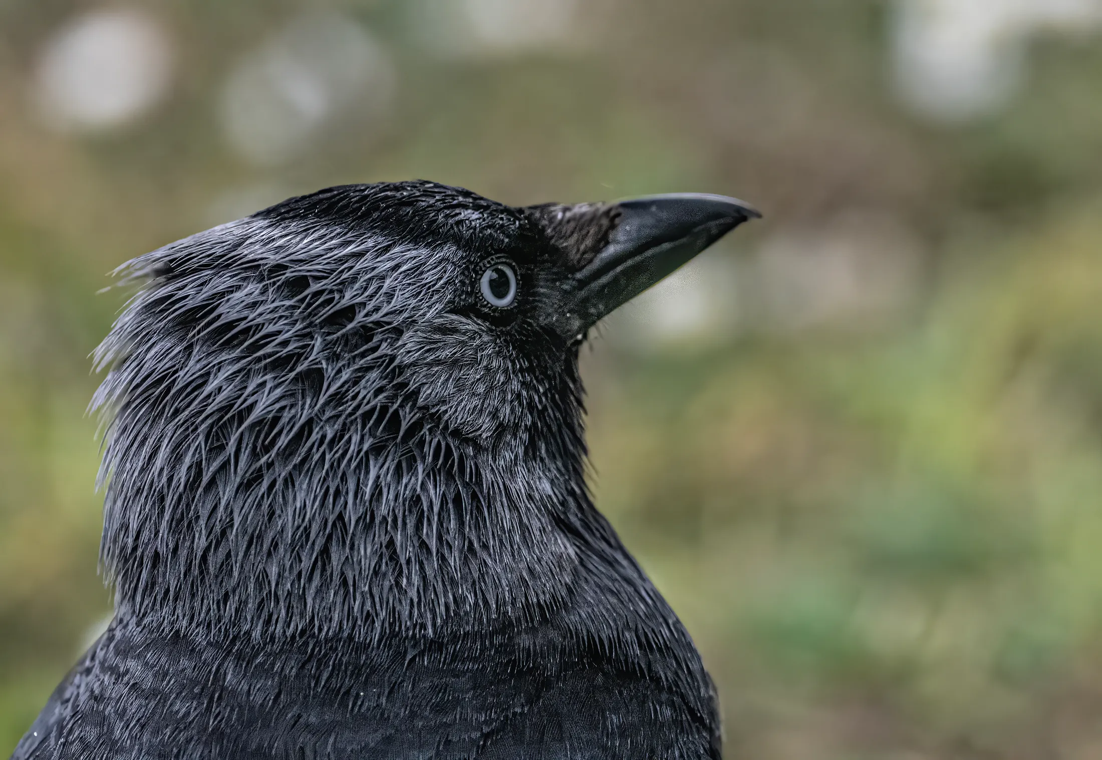 Starling close-up