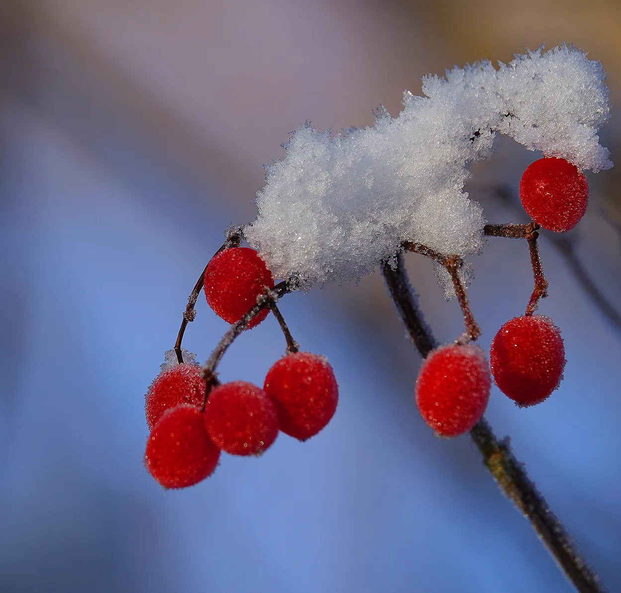 Crystal berries