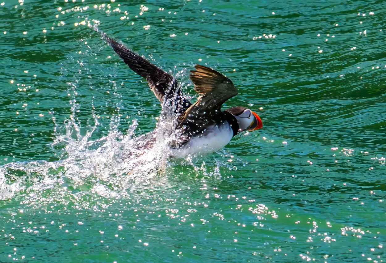 Puffin splash