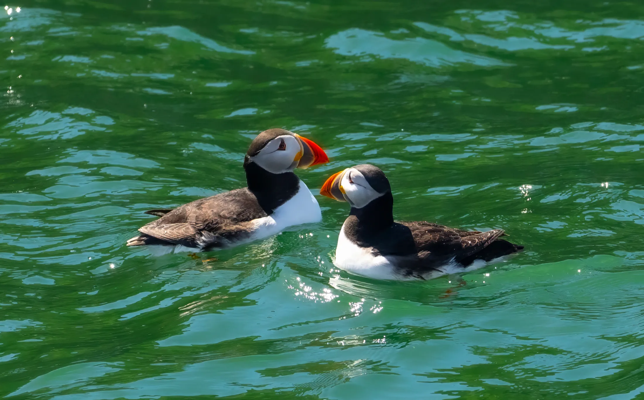 Two puffins