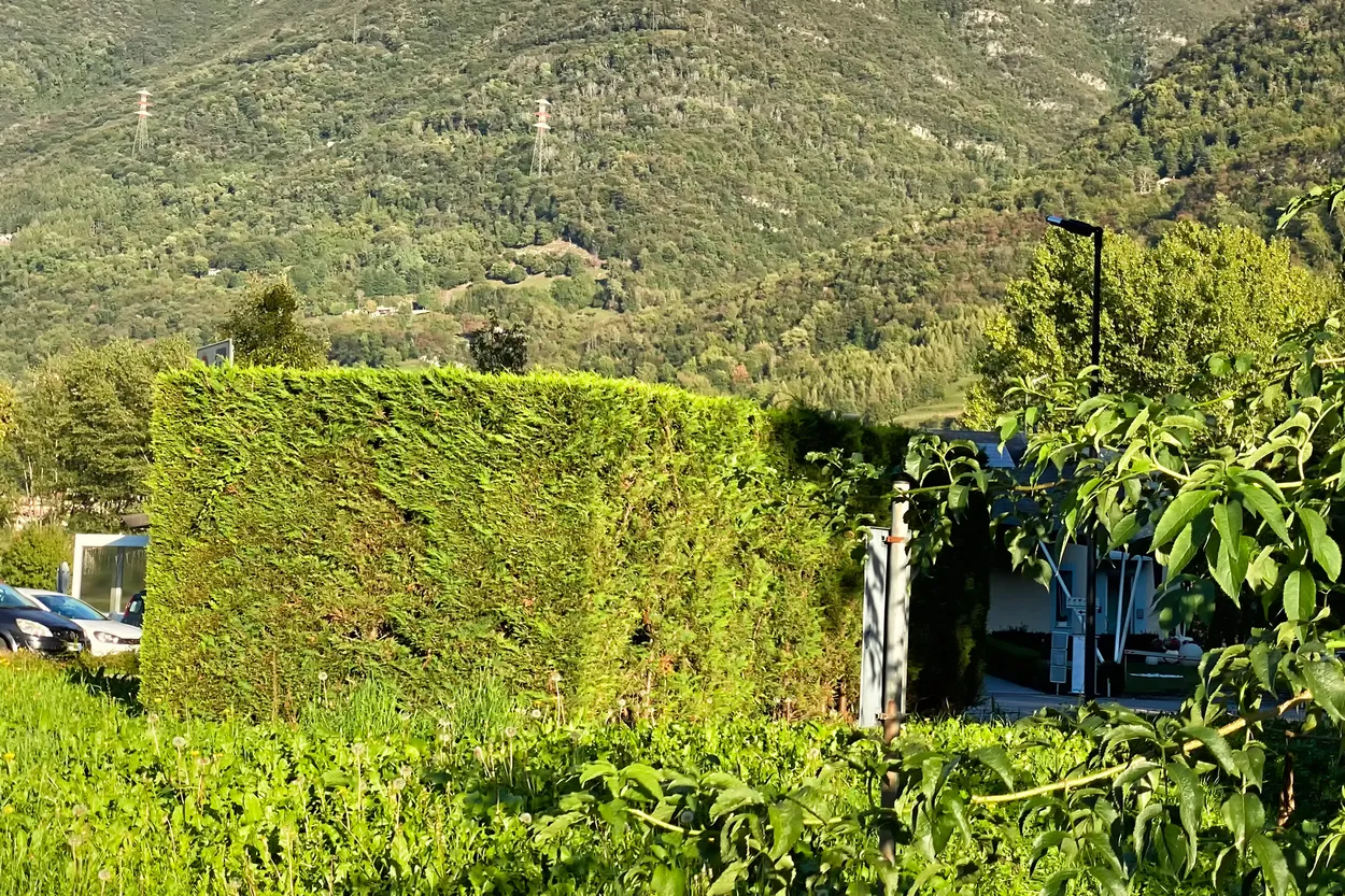 Garage Covered with Vegetation