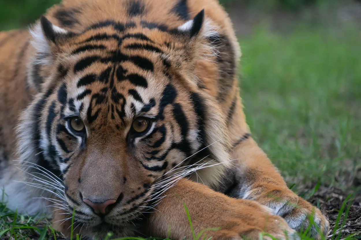 Save the Stripes
