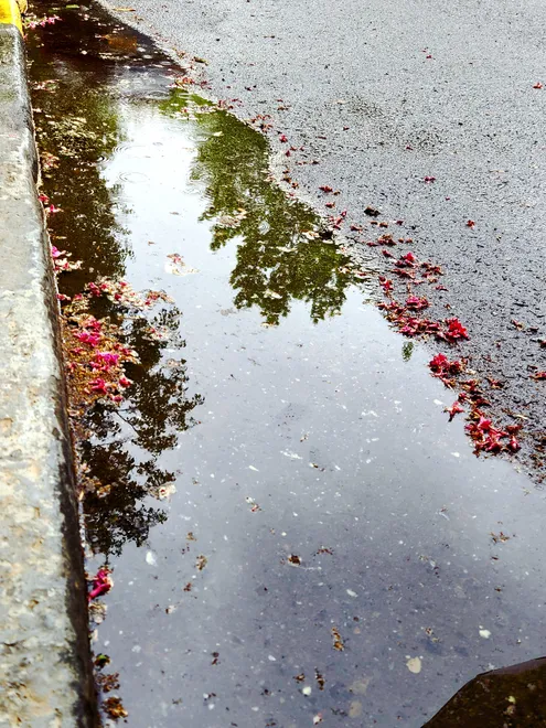 Reflections of Spring