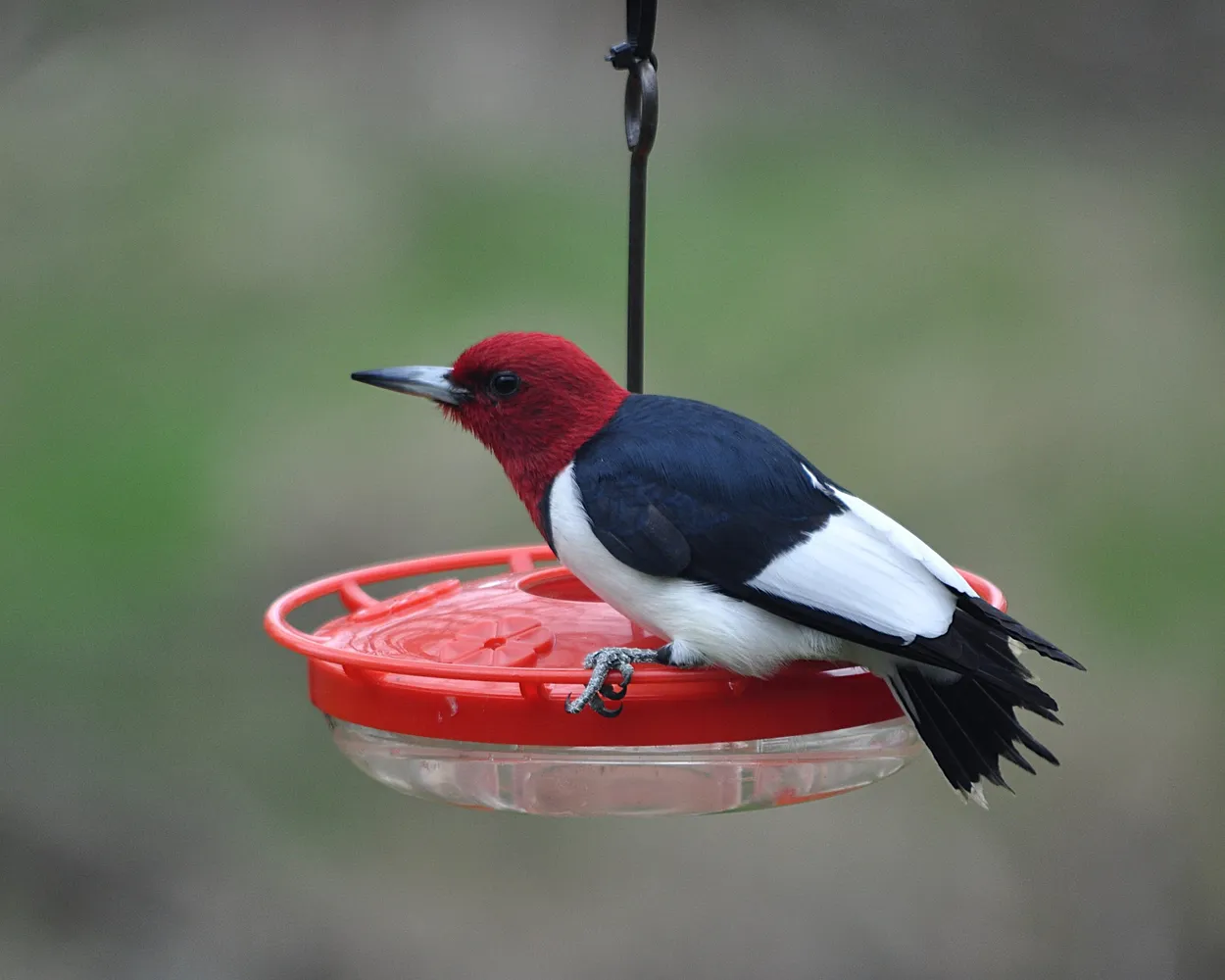 Red-headed Woodpecker