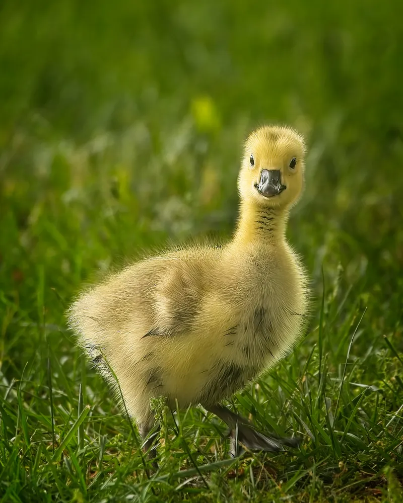 Happy Gosling