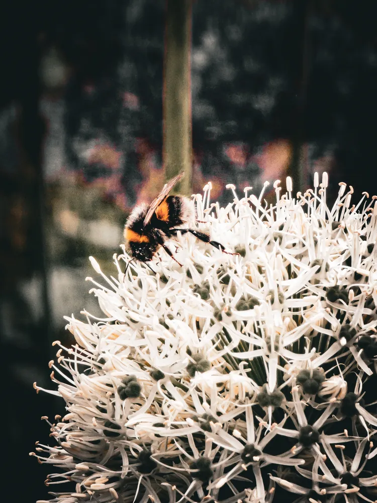 Foraging White Allium