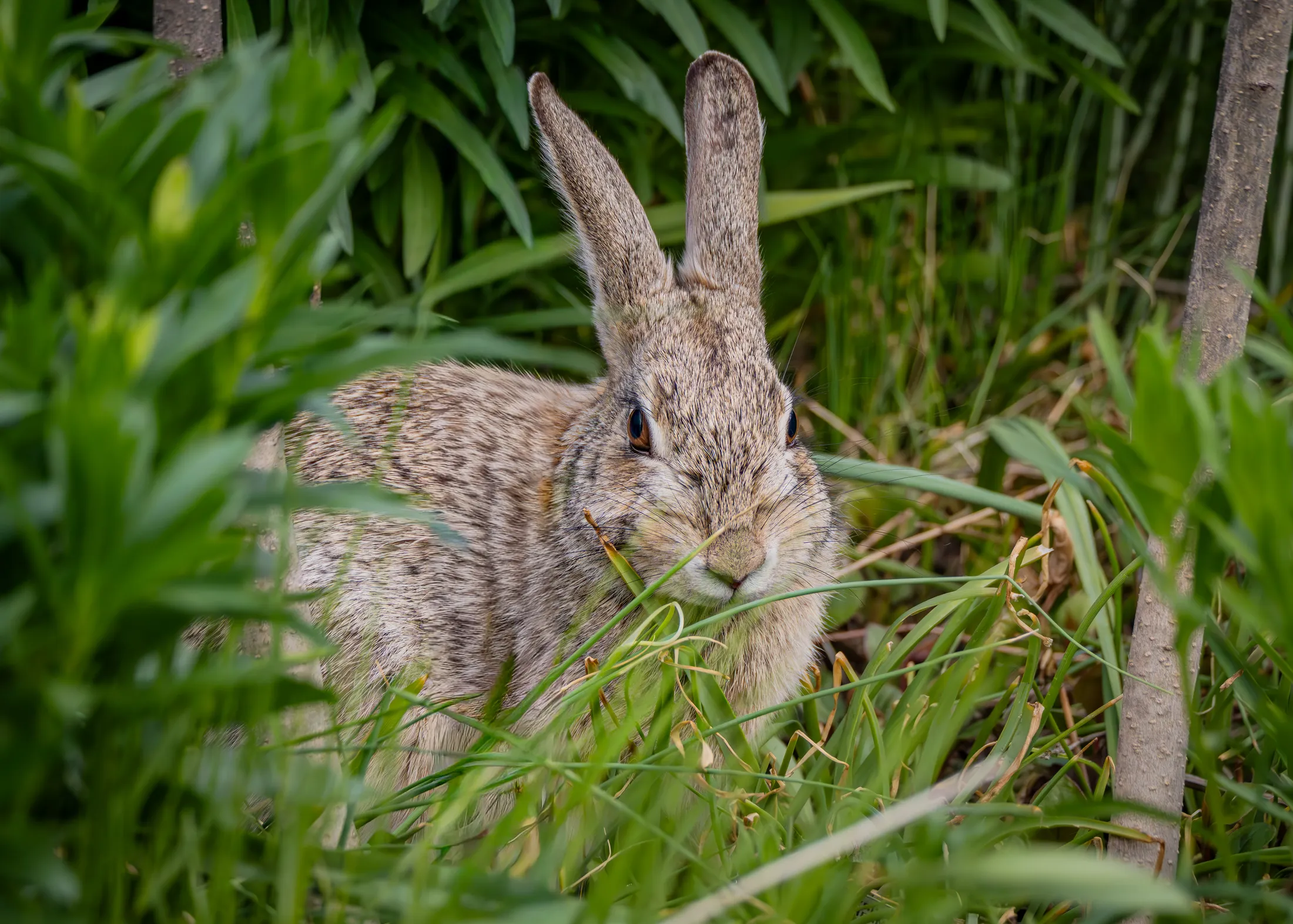 Rabbit Portrait
