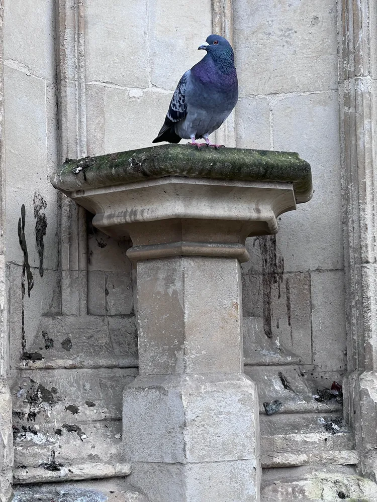 Pigeon on a pedestal