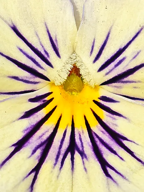 Inside a viola