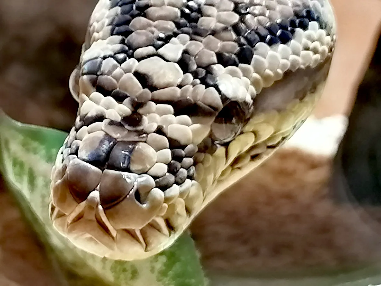 Snake head