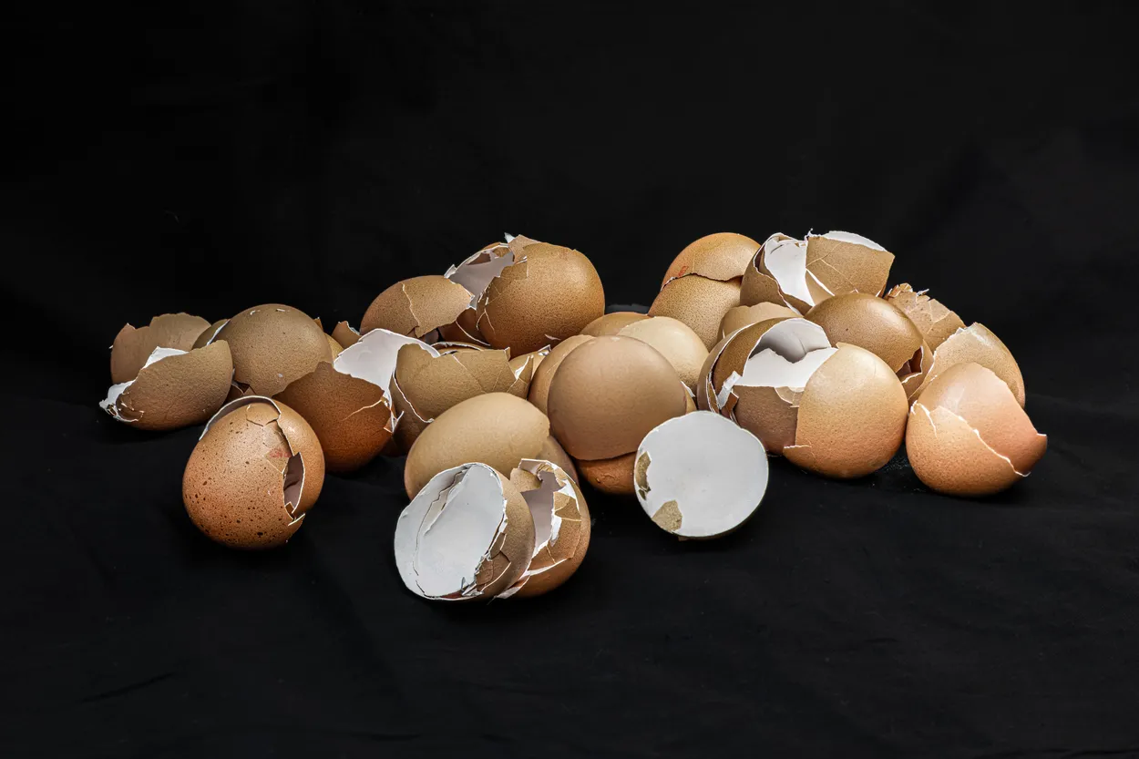 Broken Eggs - Happy Chickens !
