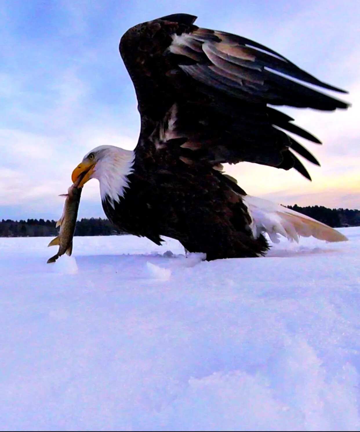Eagle vs Pickerell