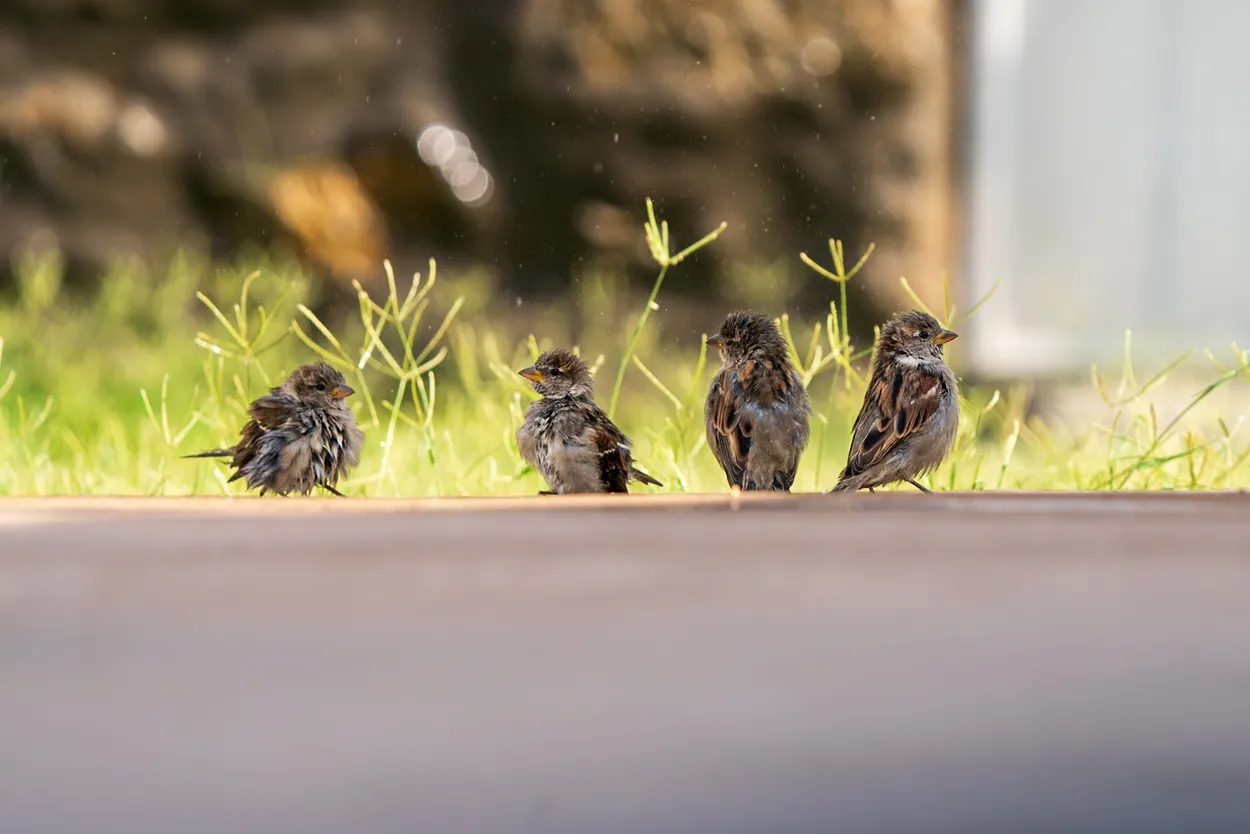 4 little birds