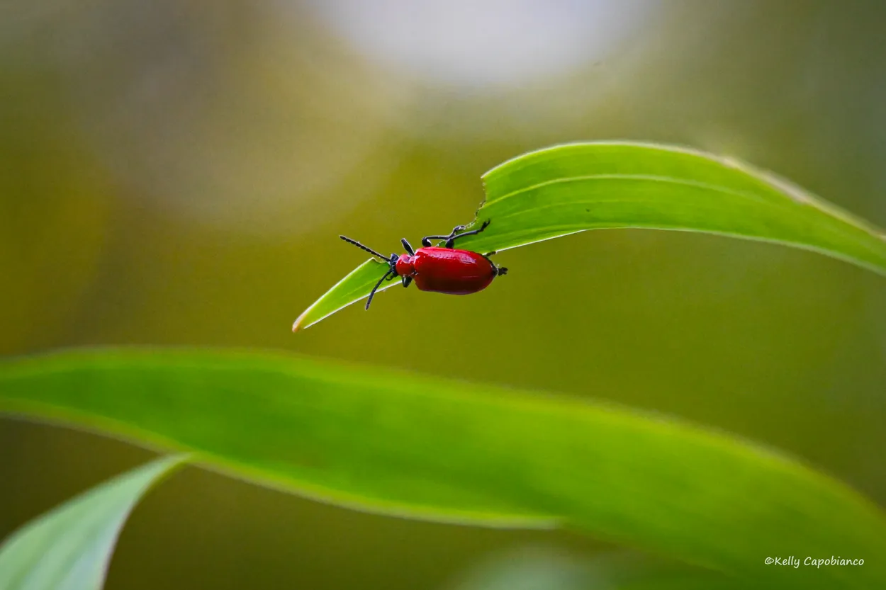 Scarlet on a Leaf