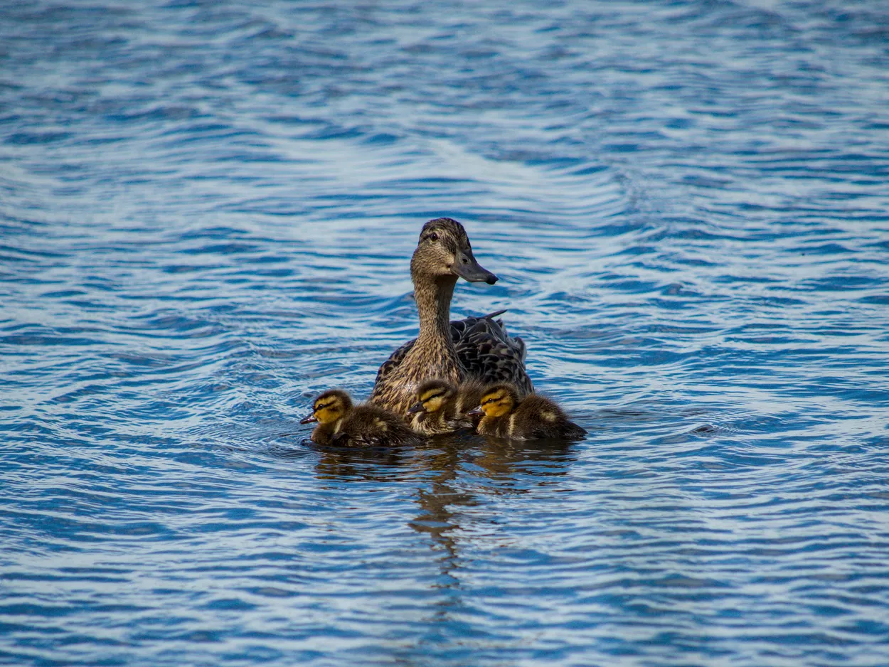 Mallard Family