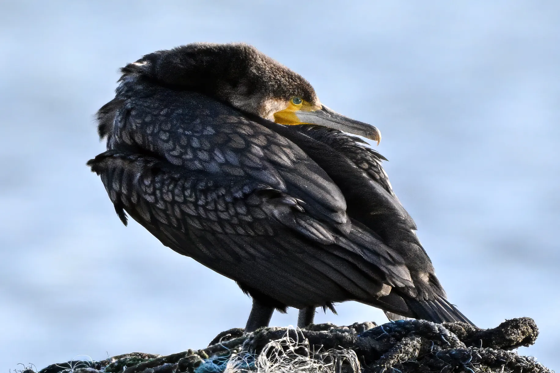 Great Cormorant Tucked in Slumber