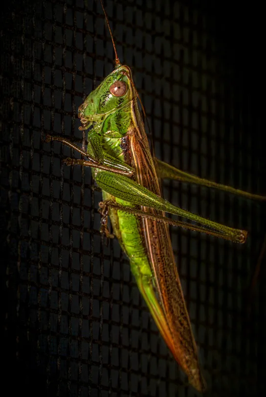 Emerald Hopper