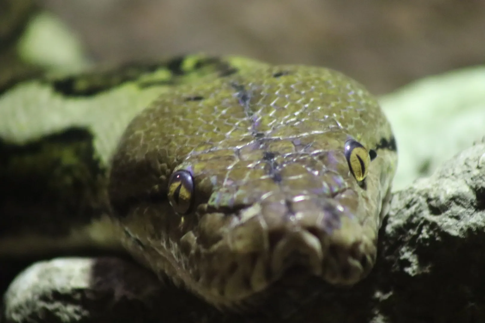Close-up snake shot 🐍