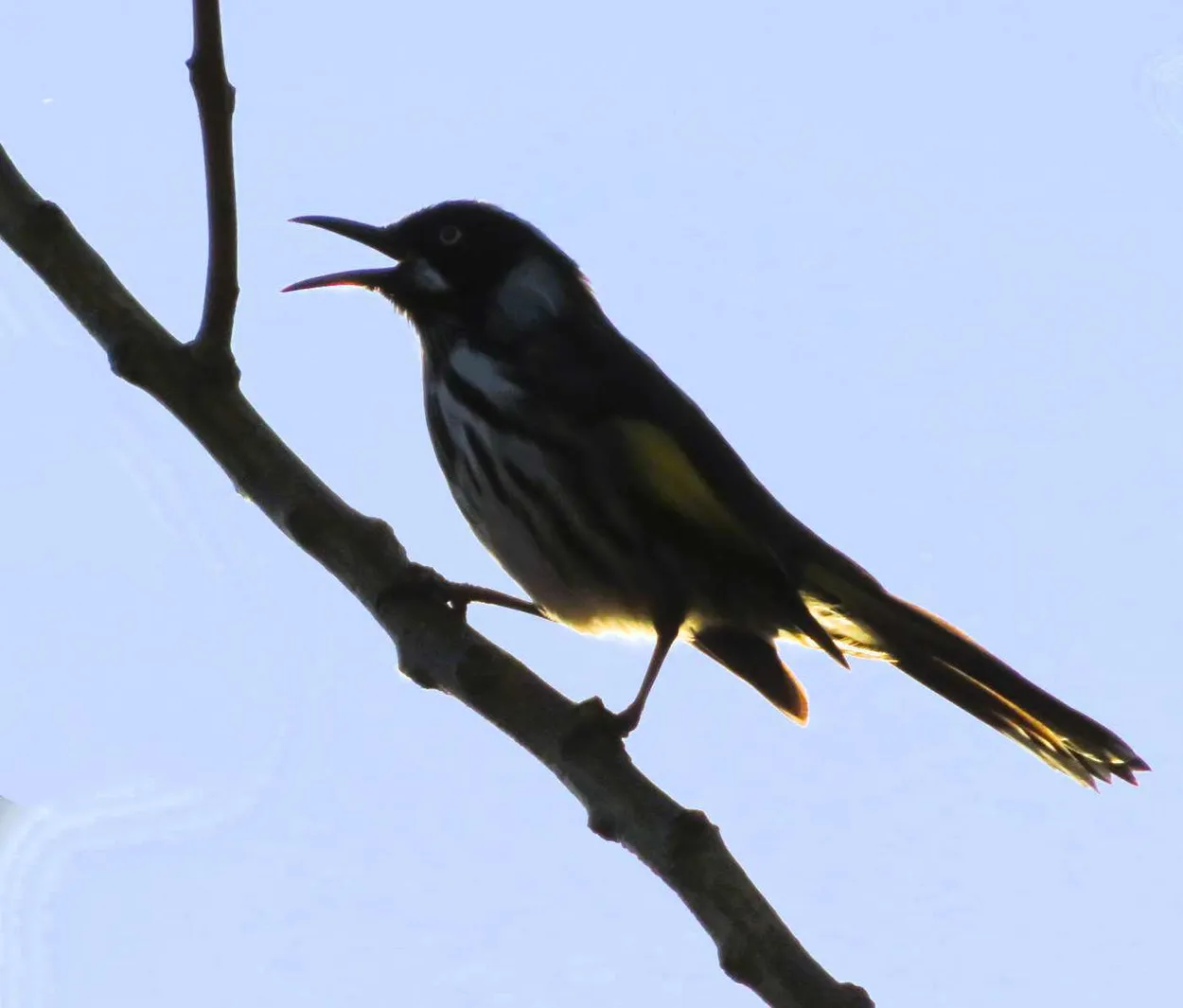 NEW HOLLAND HONEYEATER