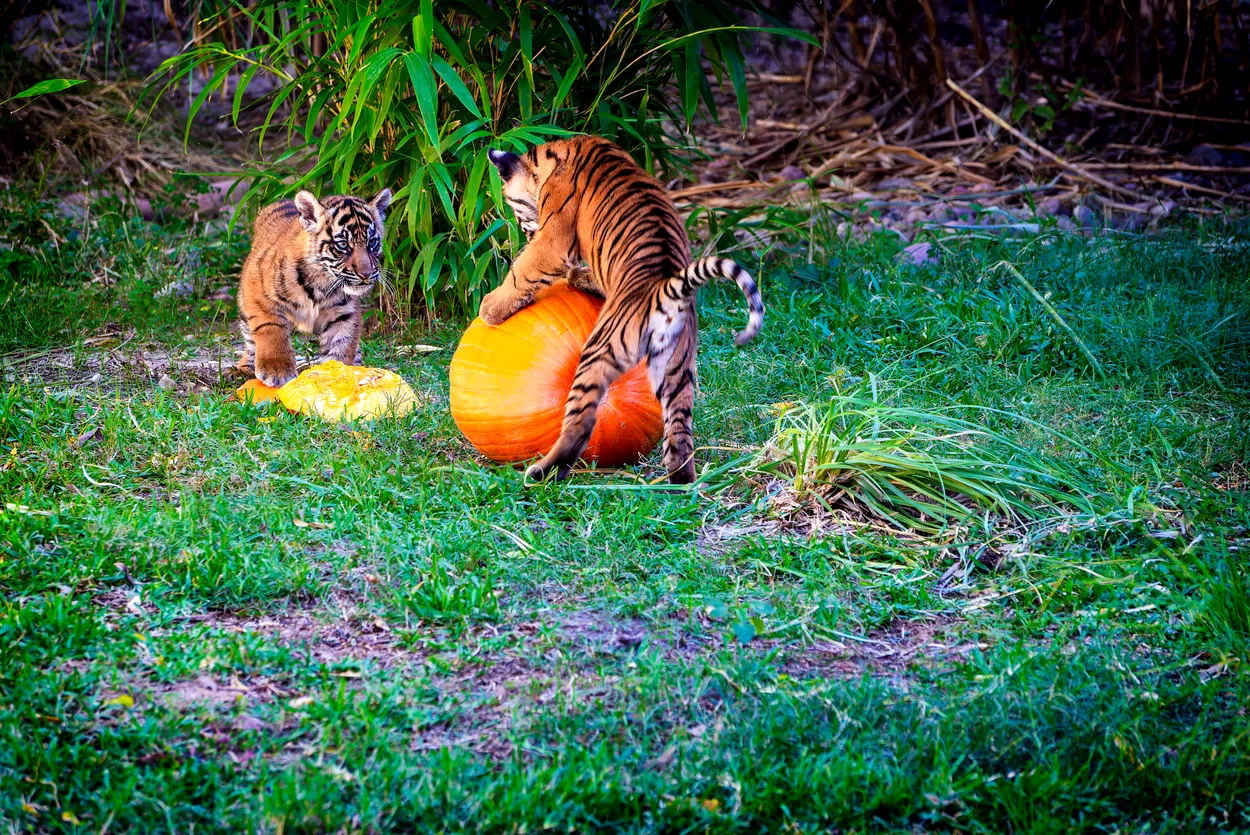 Baby tigers frolic joyfully with bright pumpkins