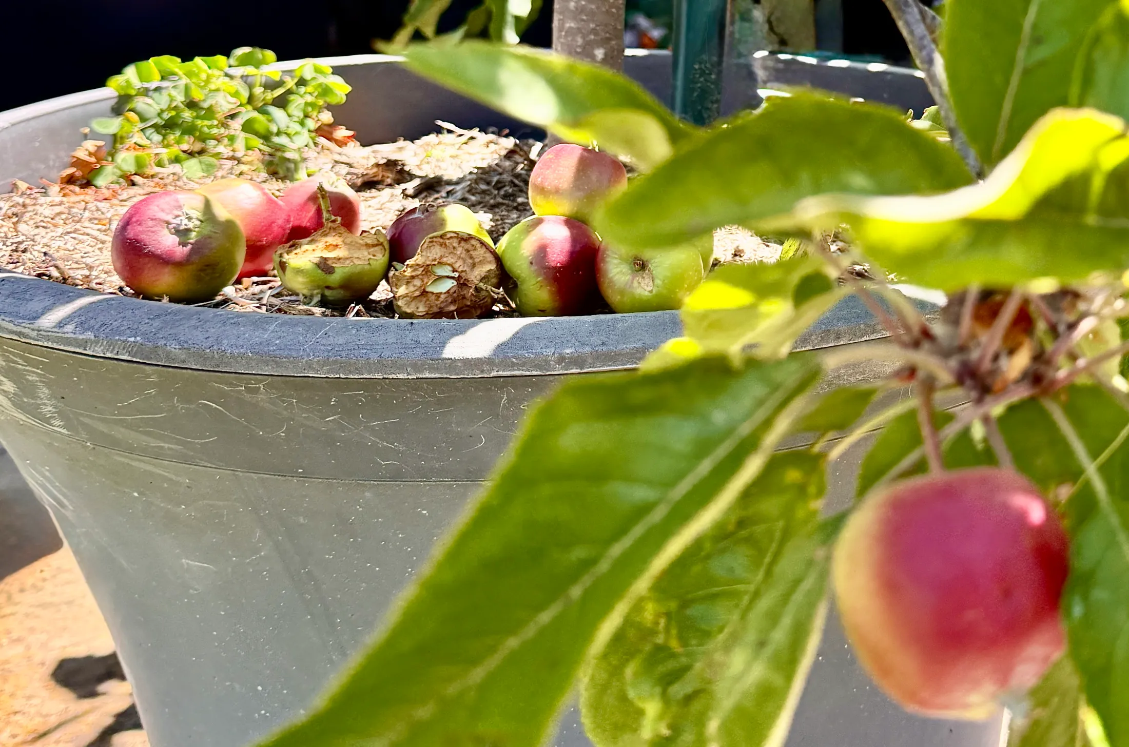 Rotten Apples Off Potted Apple Tree