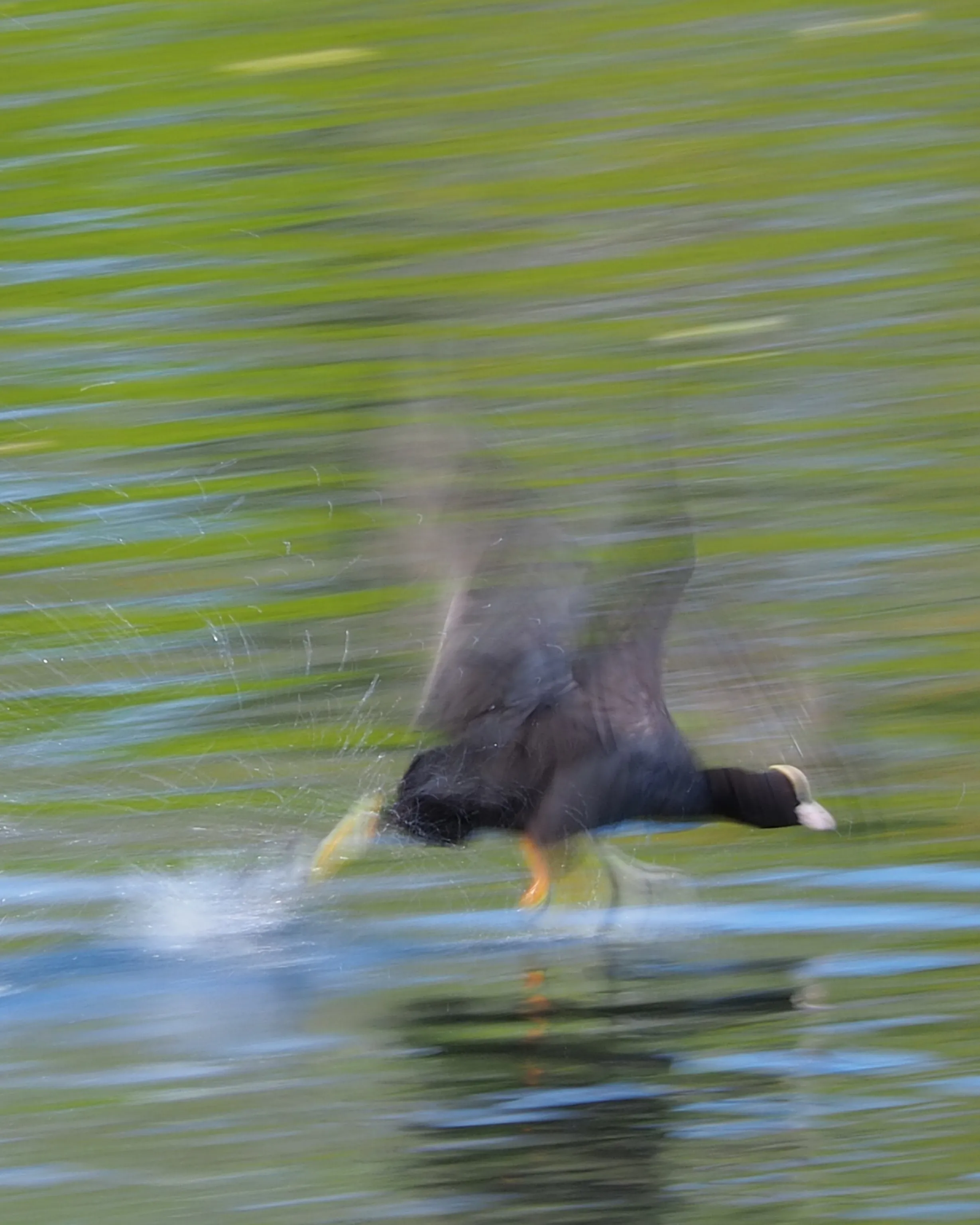 Speed