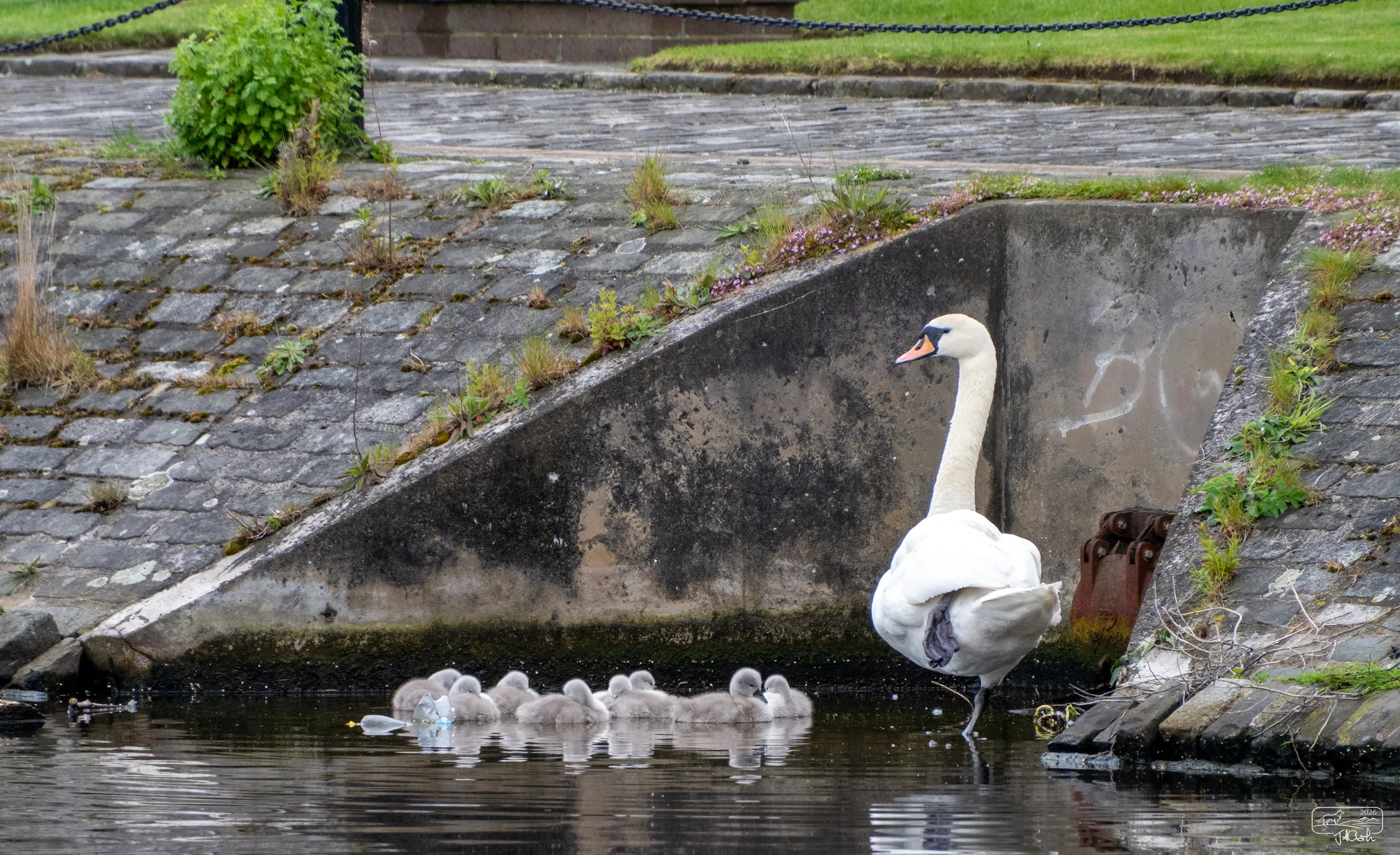 Swan and 8 cygnets