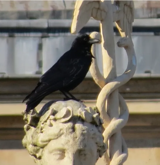 Carrion Crow at Versailles