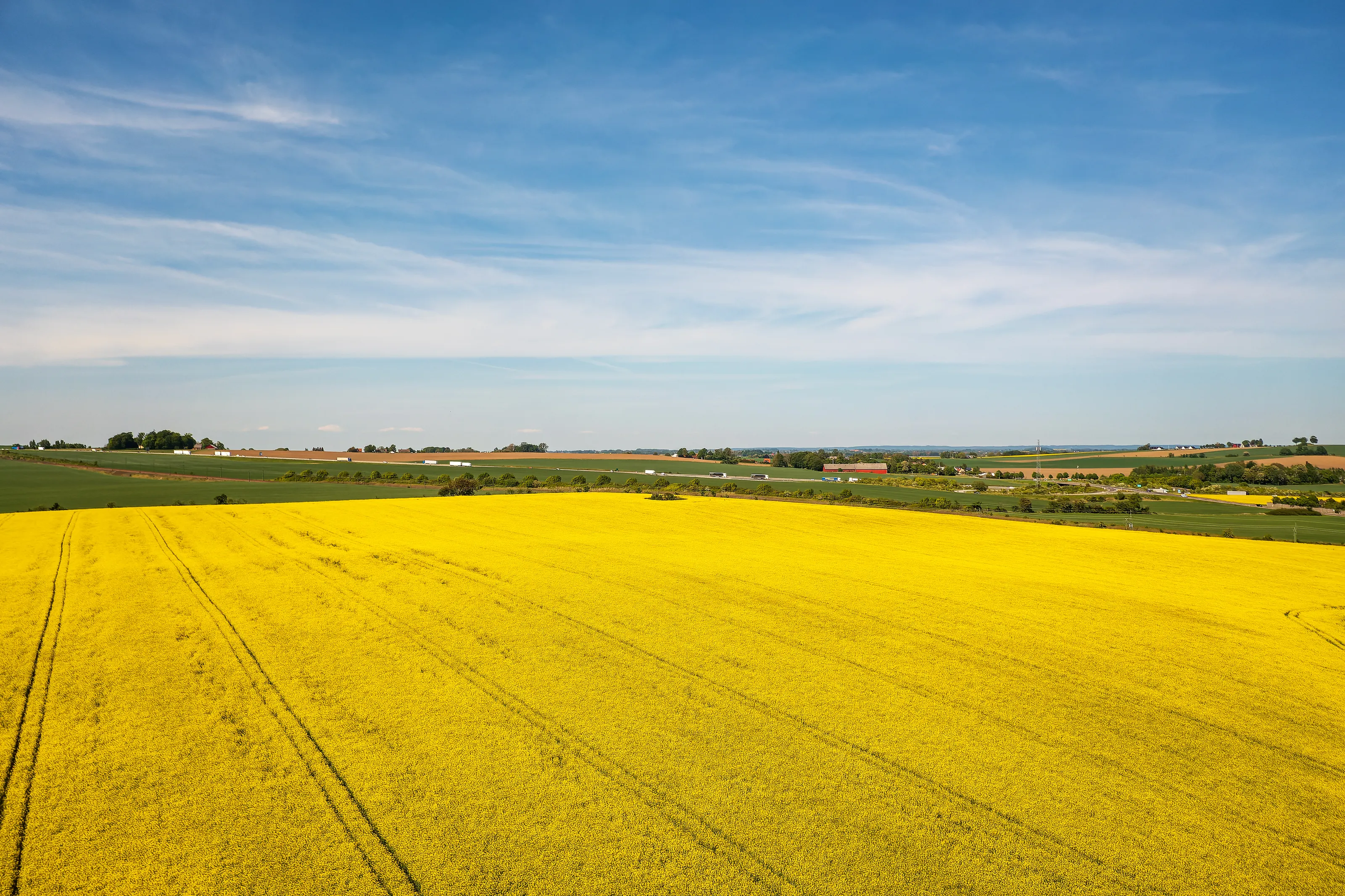 Colourful Yellow Fields