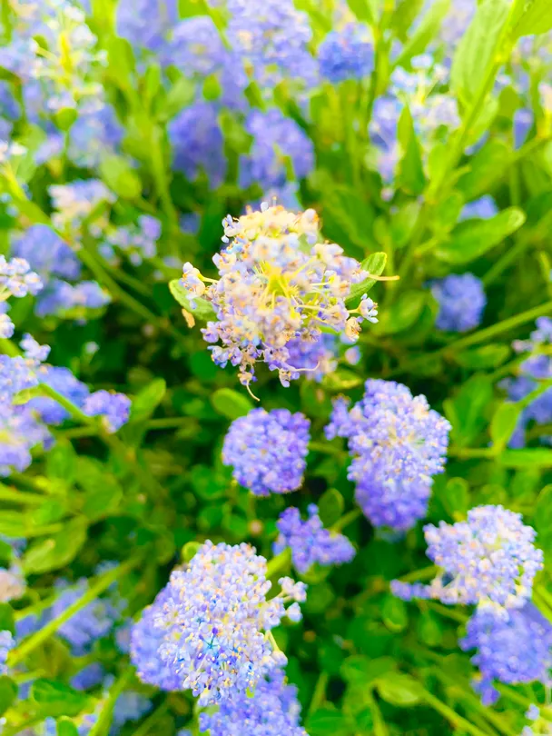 Pastel Flowers