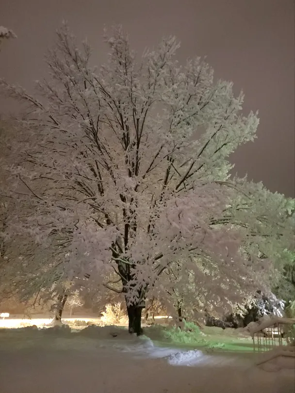 Snowstorm Tree