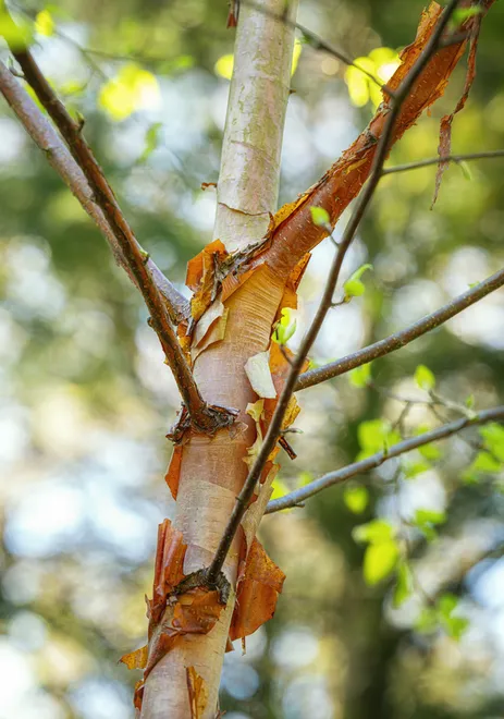 Forest Birch