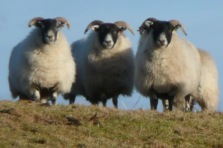 all sheep