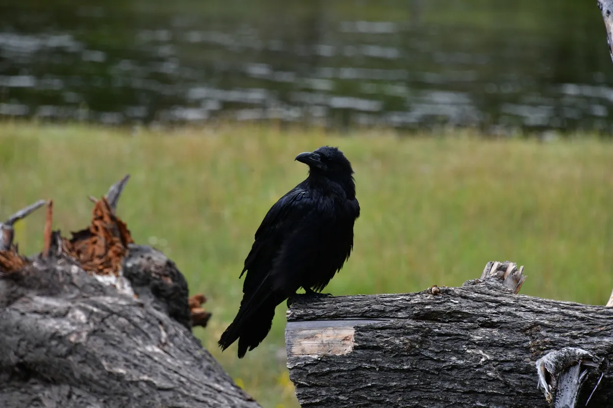 Carrion Crow