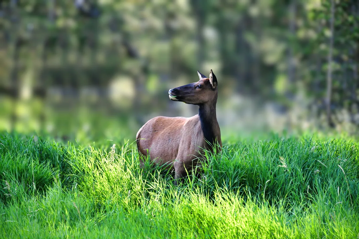 Elk