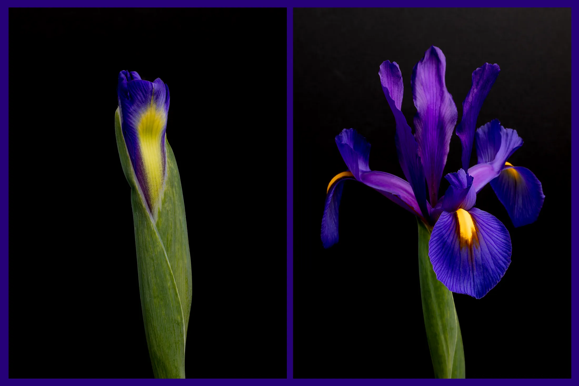 Iris