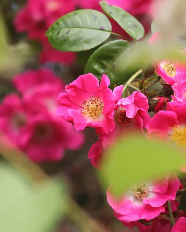 A small touch of flower's beauty 🌺✨️