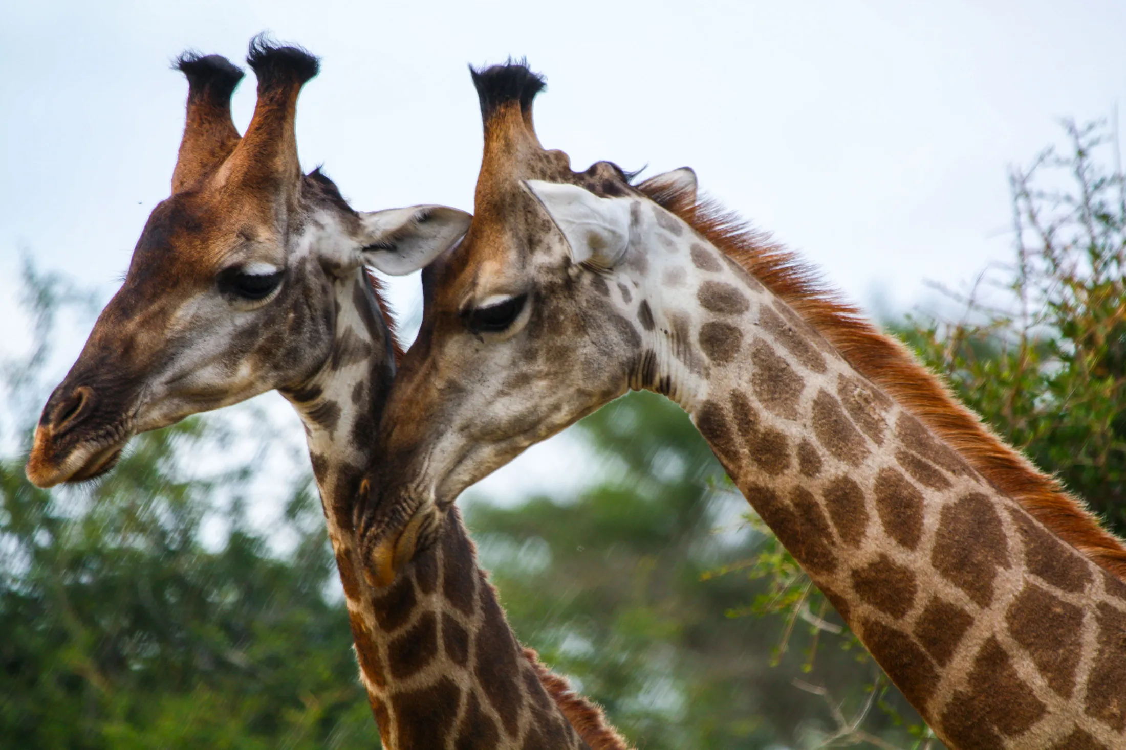 Whispering Giraffes