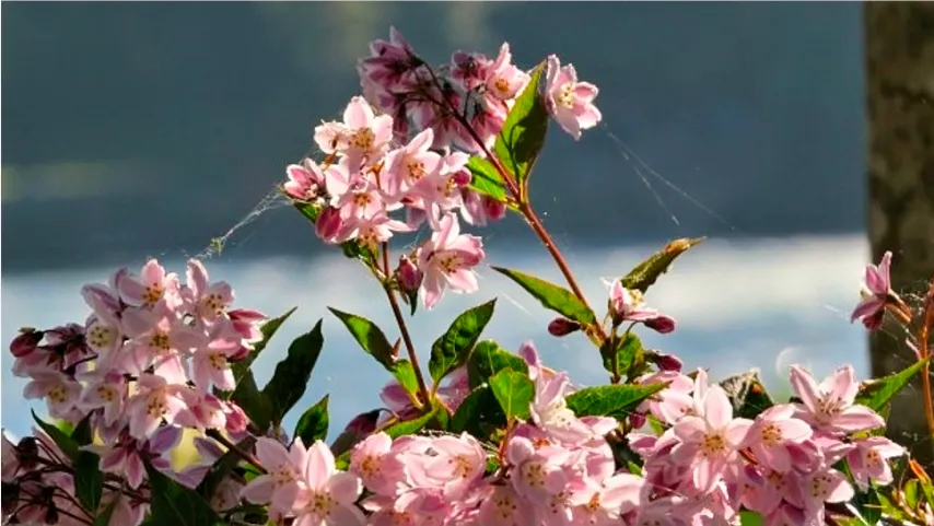 Flowers by the Rhine
