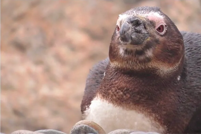 Young African Penguin