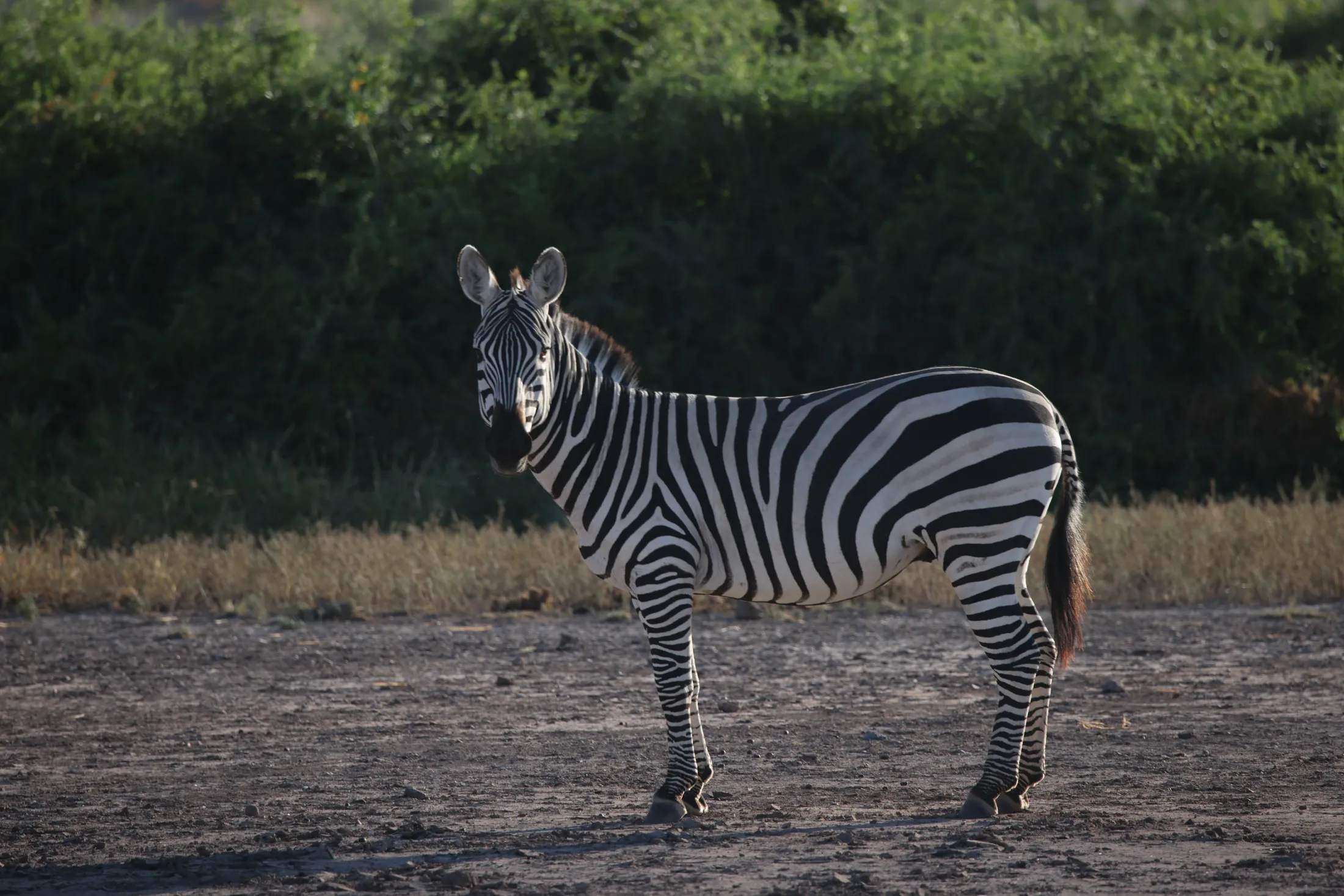 Zebra