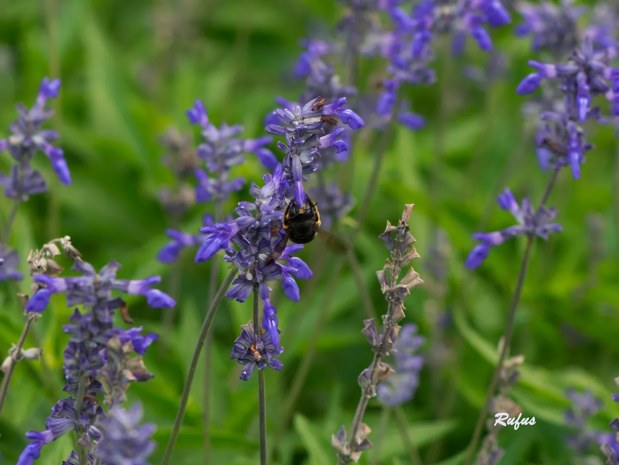 Bee on blue flowers