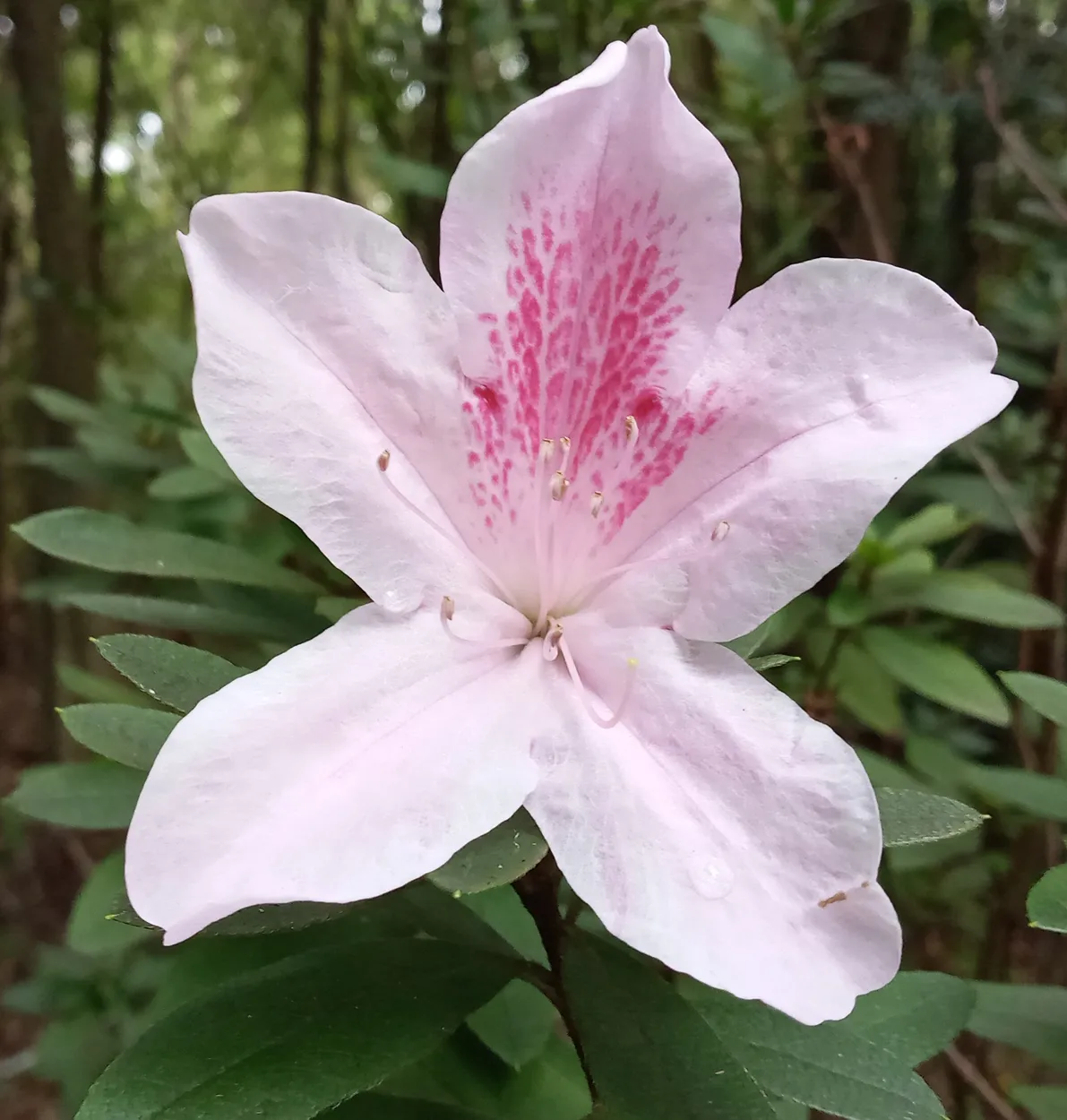 Pink Azalea Flower