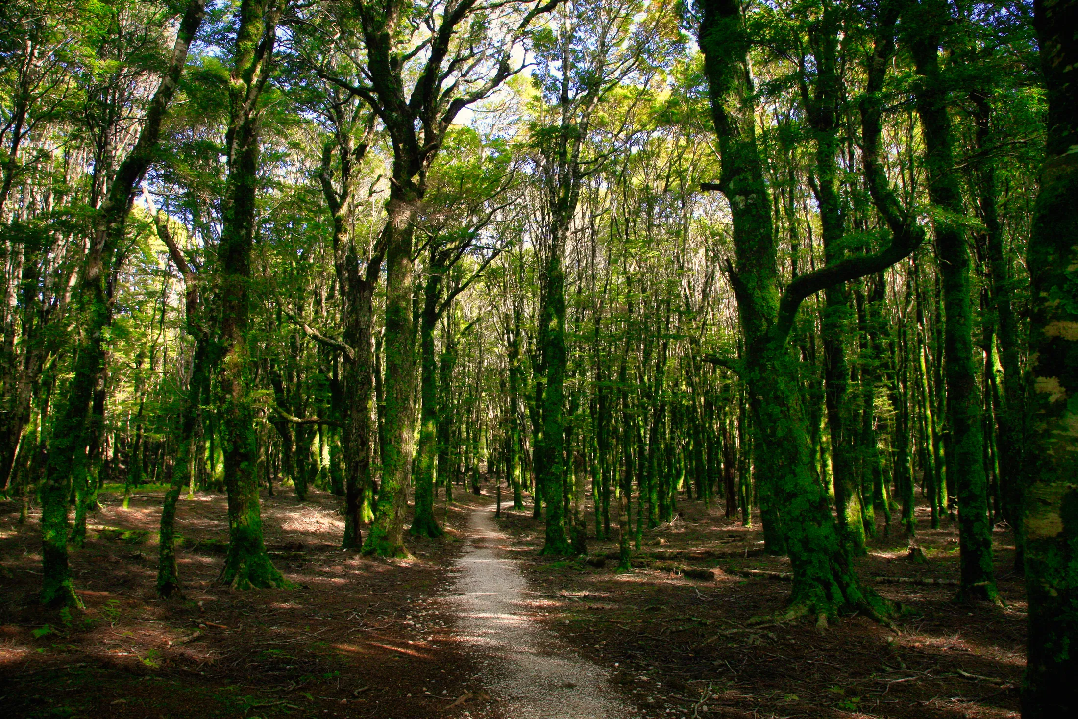Trail to Harwoods Hole
