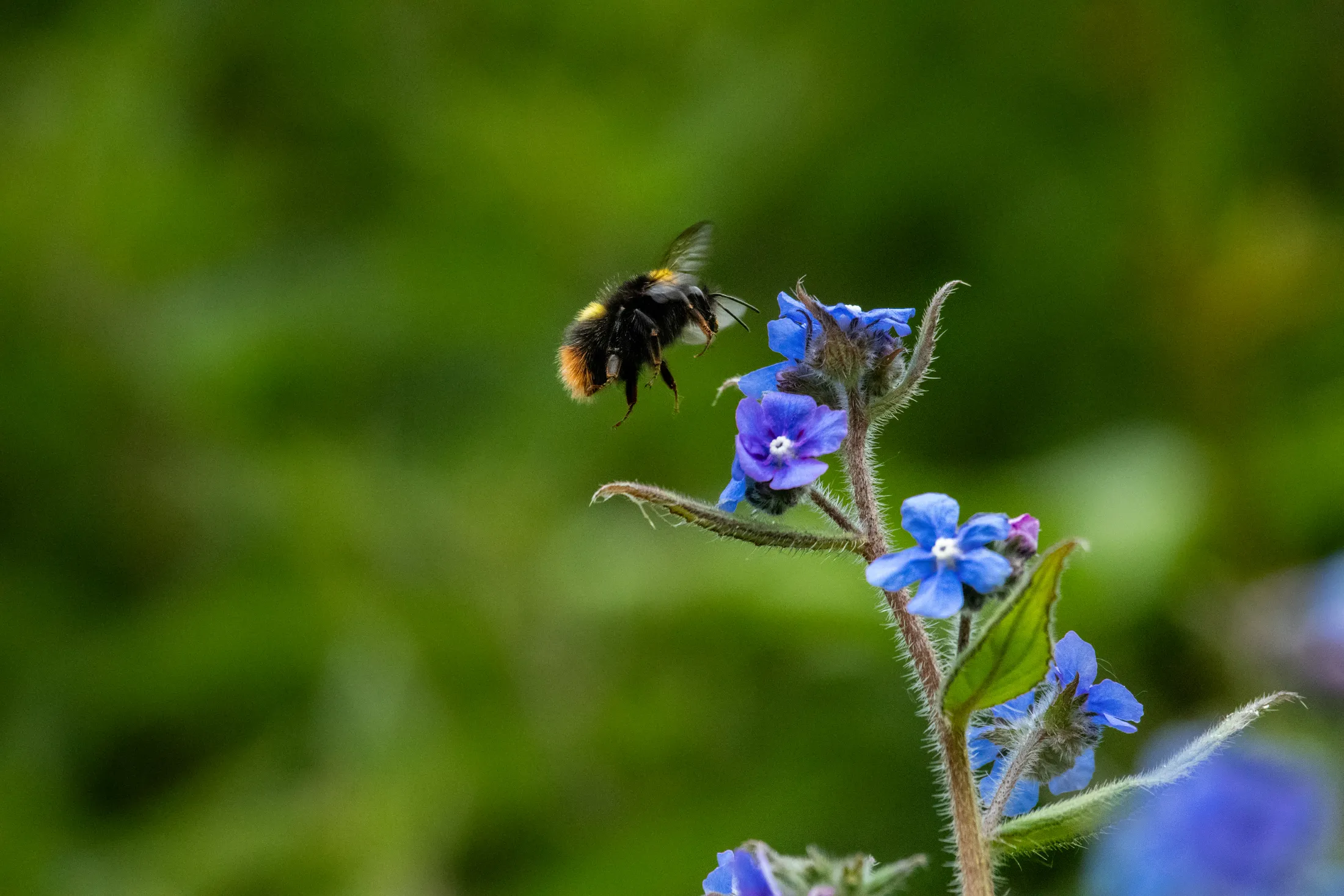 Buff-tailed bumblebee foraging Green Alkanet
