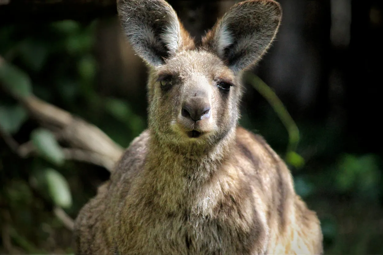 Kangaroo close-up 🦘