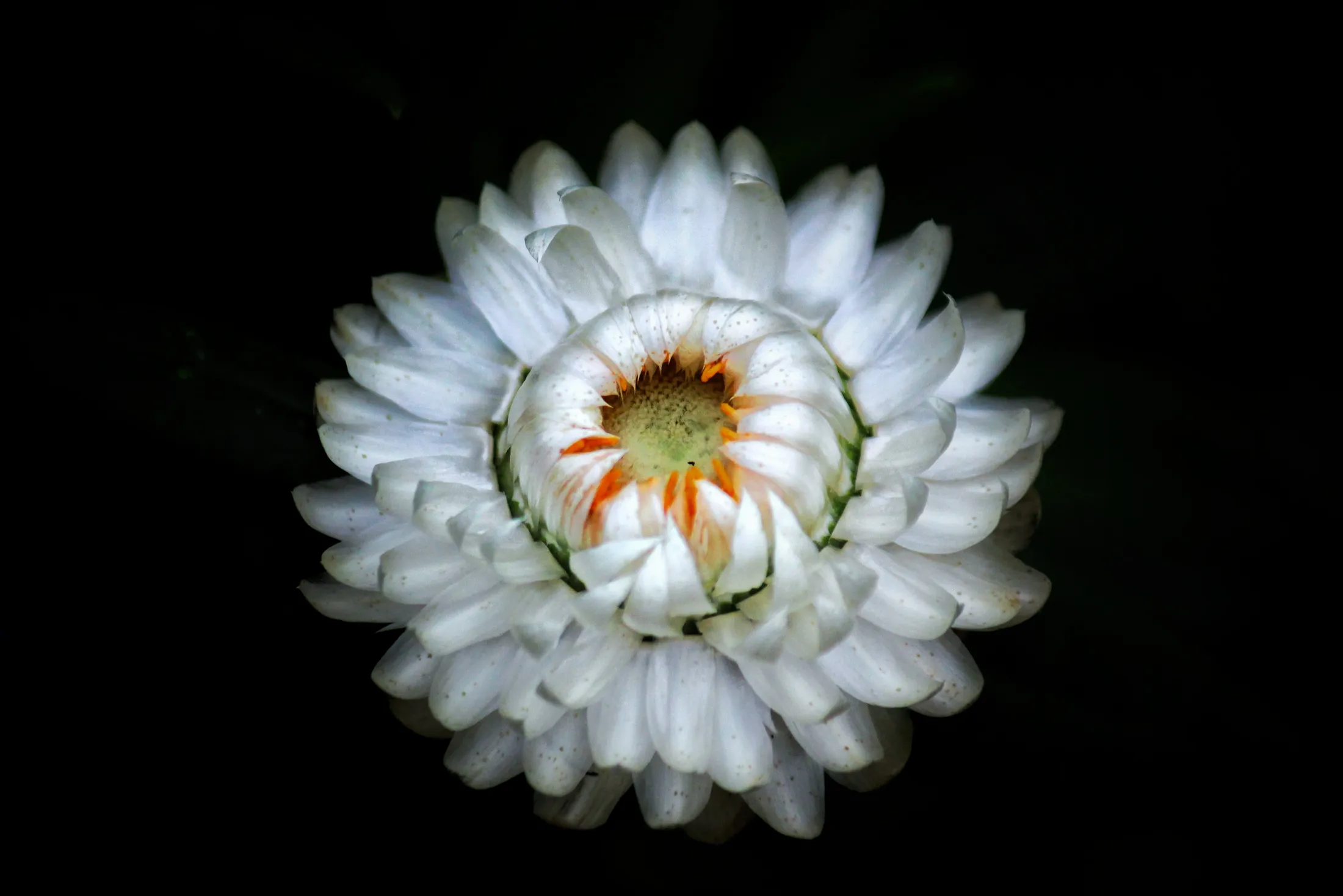 Everlasting Daisy 🌼